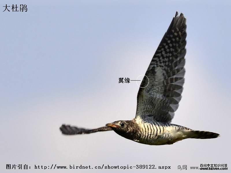 ��ž飺��Ե��ɫ�к�ɫ��ߣ����¸�������Ժ��