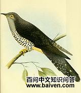 �����ž�