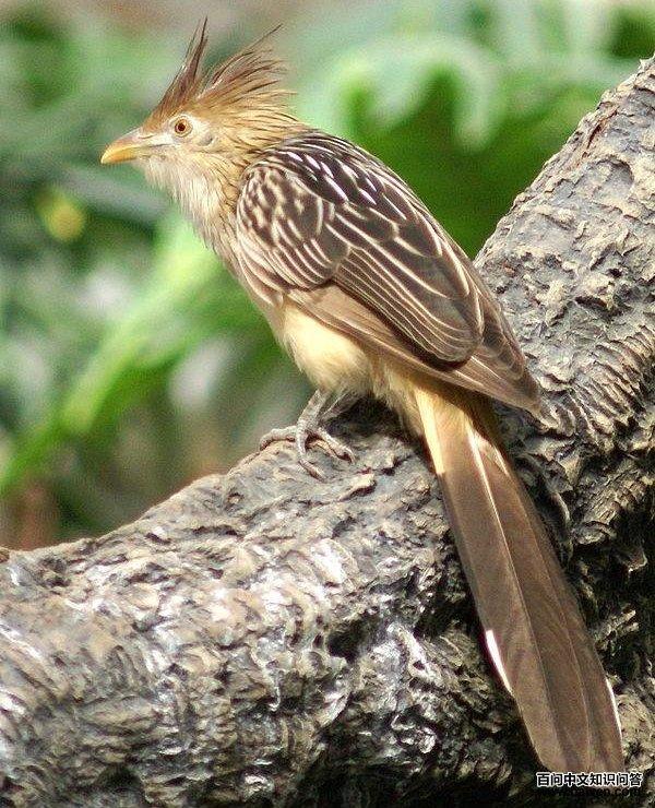 杜鹃科 杜鹃科的图片
