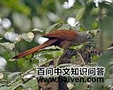 ���صؾ���