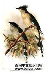 ��ͷ����