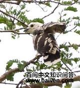 ����ž���