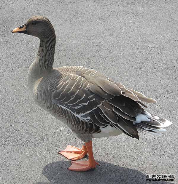 豆雁 豆雁的图片