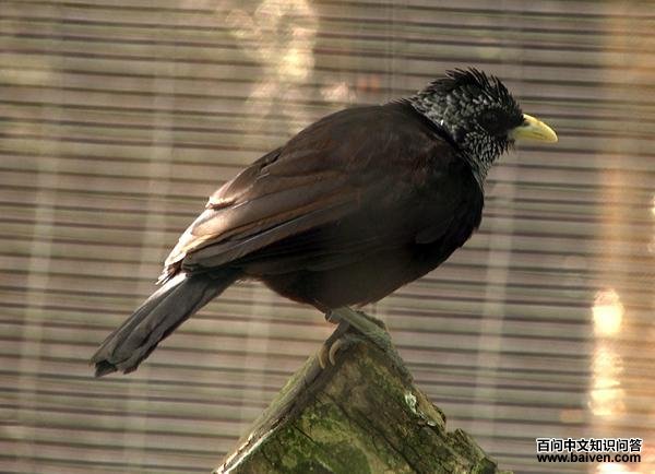 斗蓬鹛 斗蓬鹛的图片