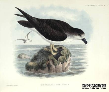 ����Բβ�׵�ͼƬ