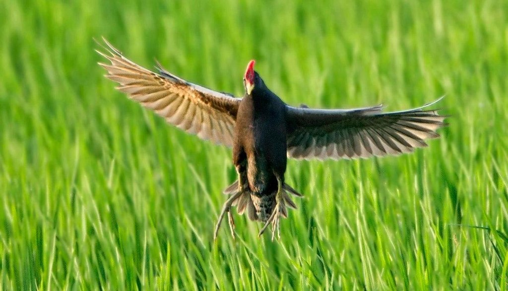 �������񣺷��н���