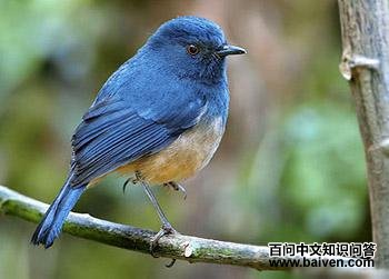 鸫科 鸫科的图片