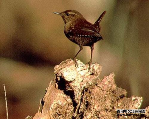 冬鹪鹩 冬鹪鹩的图片