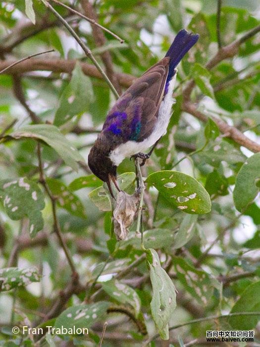 东紫背食蜜鸟 东紫背食蜜鸟的图片