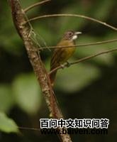 东须冠鹎 东须冠鹎的图片