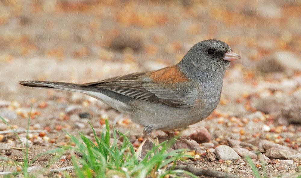 ���۵Ʋ��c����ͷ�ͣ������غ�ɫ