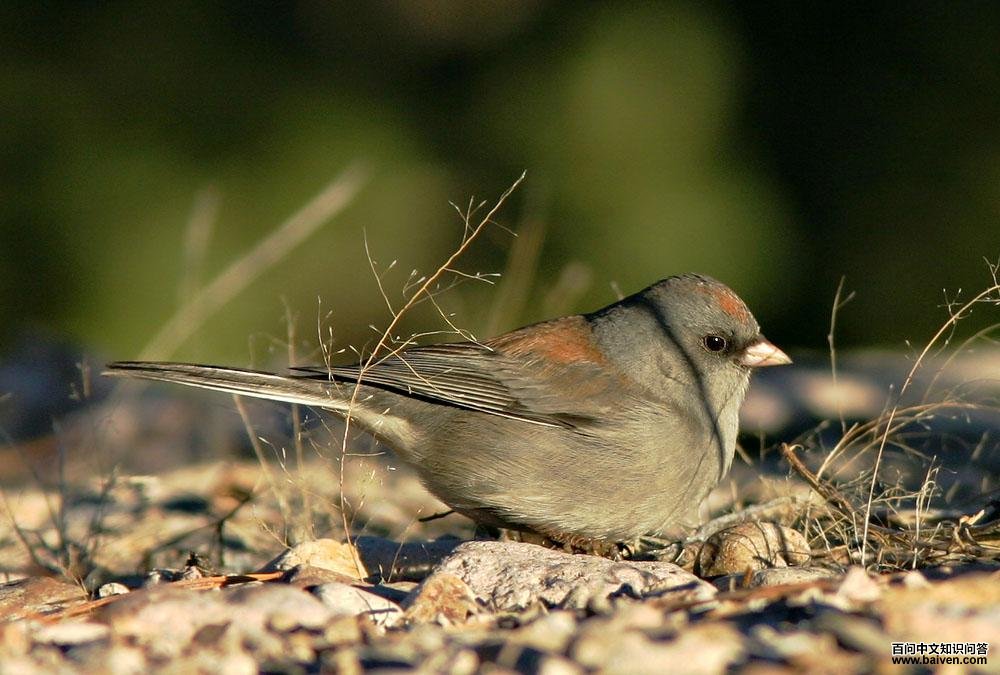 ���۵Ʋ��c����ͷ�ͣ�ͷ���������غ�ɫ�߿�