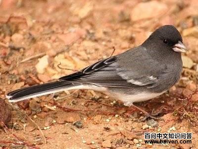 ���۵Ʋ��c���׳���