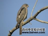 东雀鹰 东雀鹰的图片