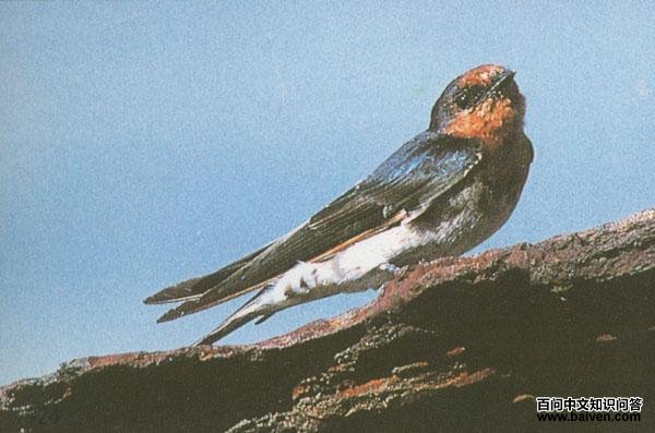 东南亚金丝燕 东南亚金丝燕的图片