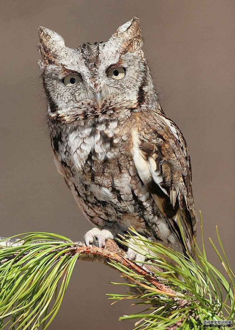 �������^��ͼƬ