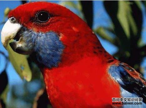 东玫瑰鹦鹉 东玫瑰鹦鹉的图片