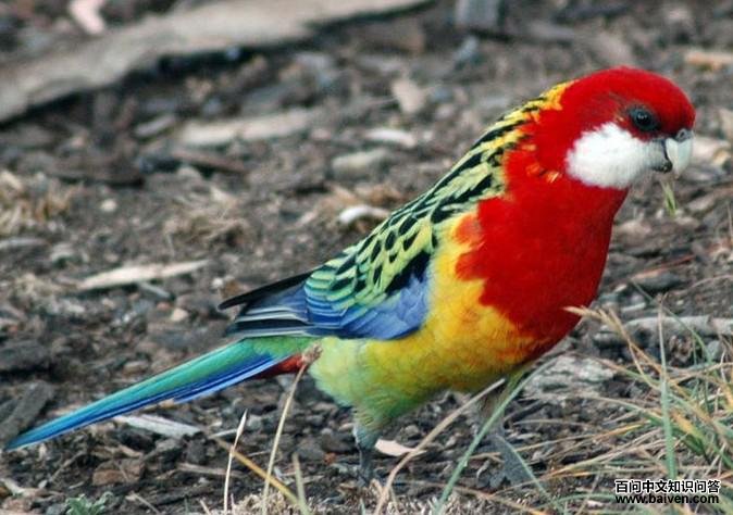 ��õ������