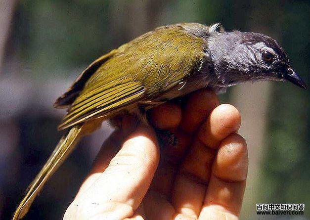 东绿鹎 东绿鹎的图片