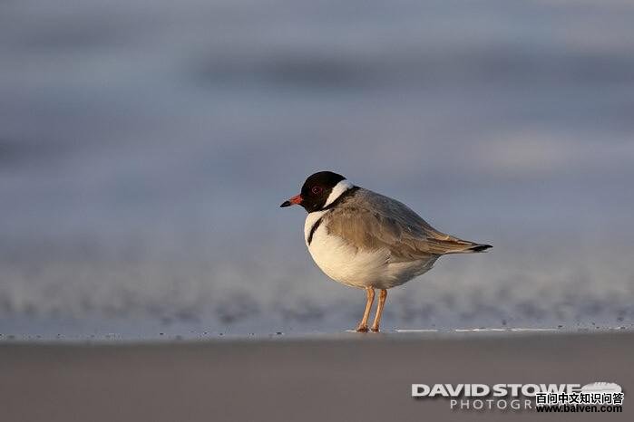 东黑头蓬背鹟 东黑头蓬背鹟的图片