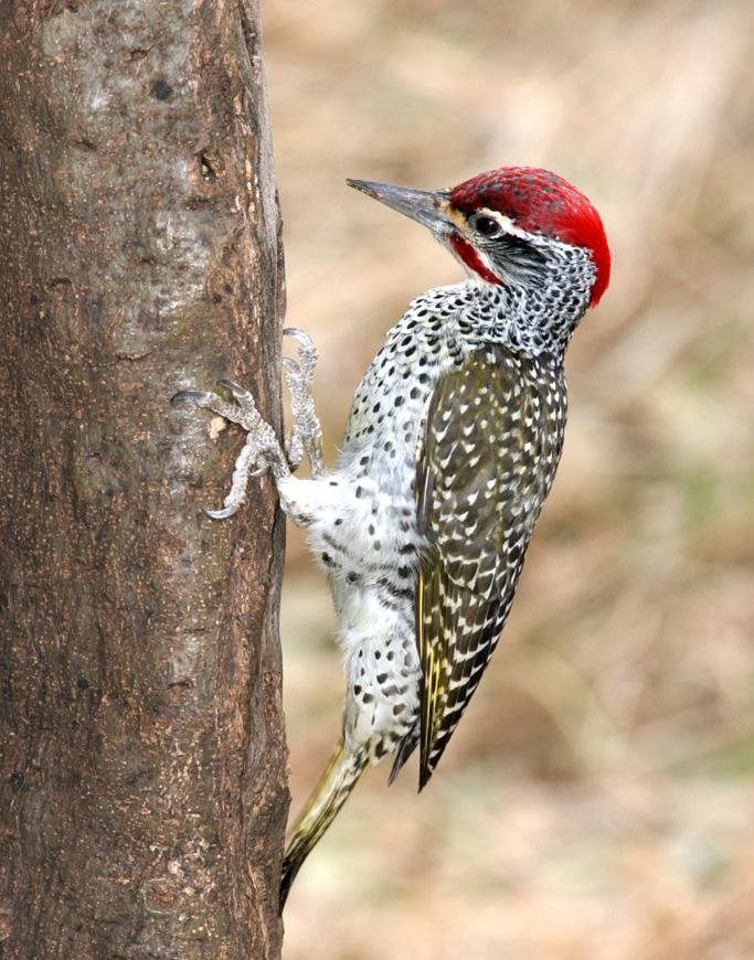 ������ľ���ͼƬ