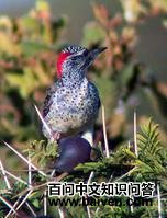 ������ľ��