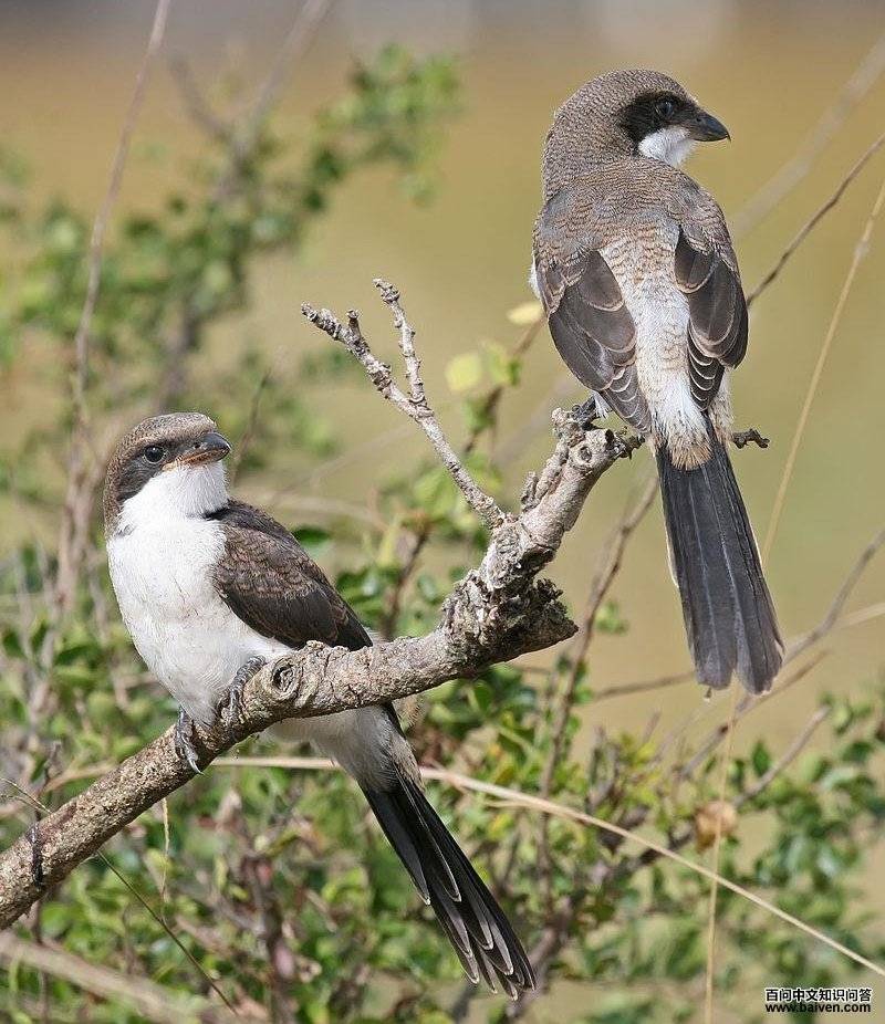 东非长尾伯劳 东非长尾伯劳的图片