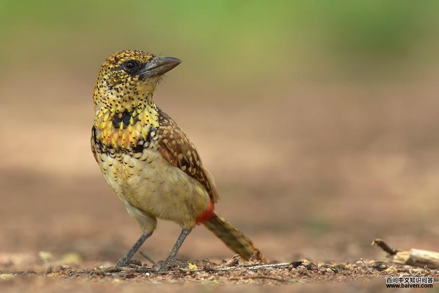 东非拟鴷 东非拟鴷的图片