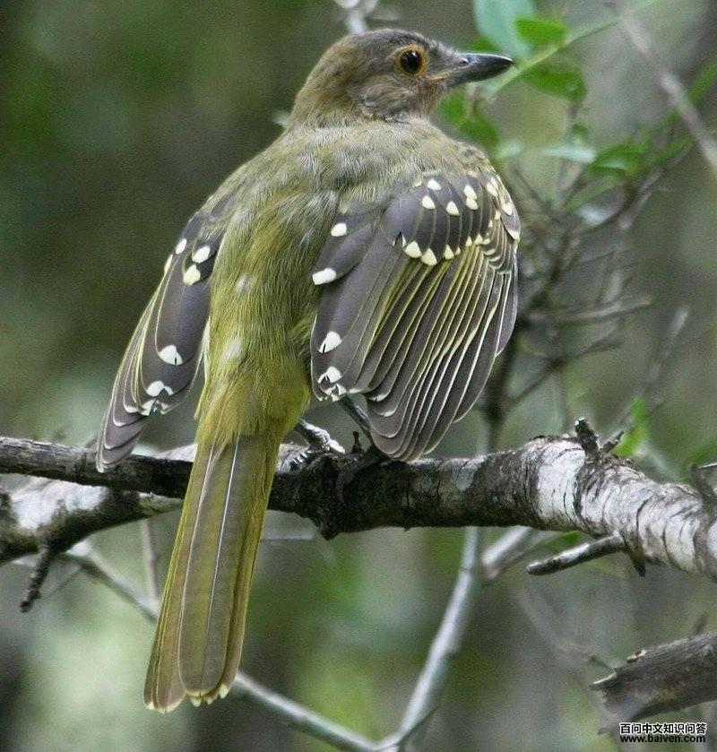 东非斗鹎 东非斗鹎的图片