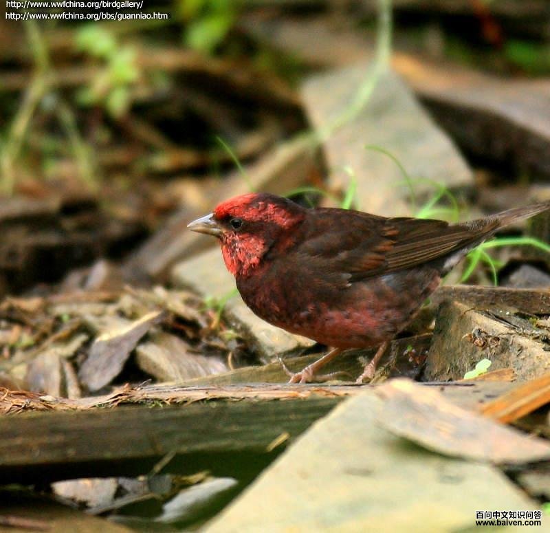 ������ȸ��ͼƬ