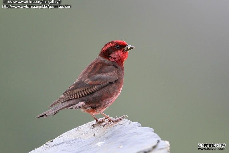 ������ȸ