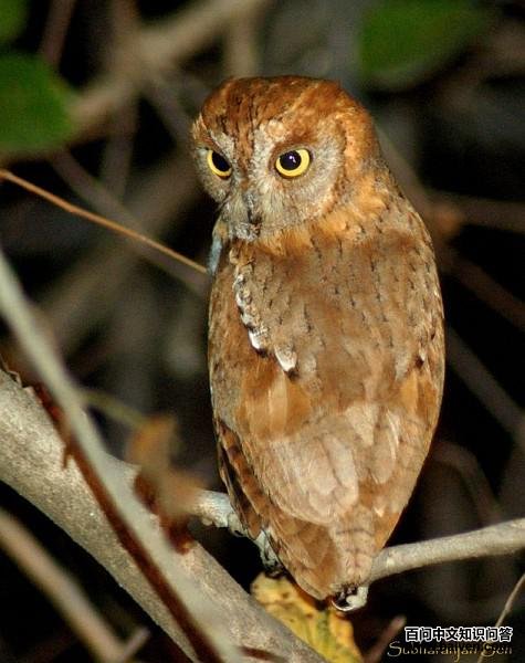 ����^����ɫ��