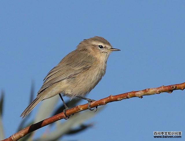 东方叽喳柳莺 东方叽喳柳莺的图片