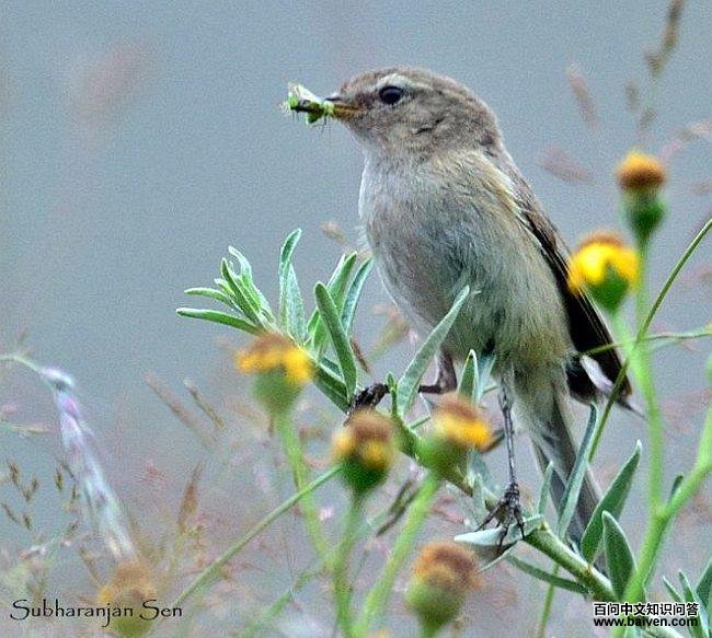 ����ߴզ��ݺ������ӡ��