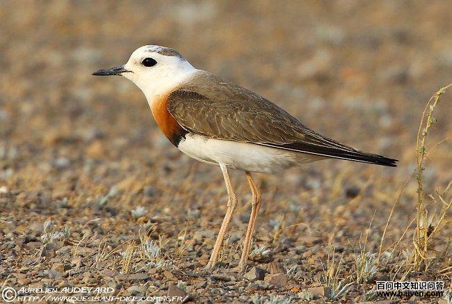 东方鸻 东方鸻的图片