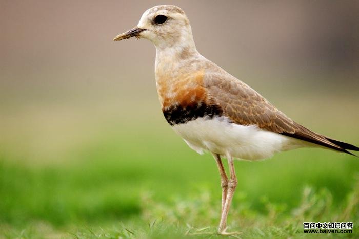 �����a������ֳ��