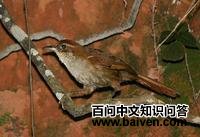 地棘雀 地棘雀的图片