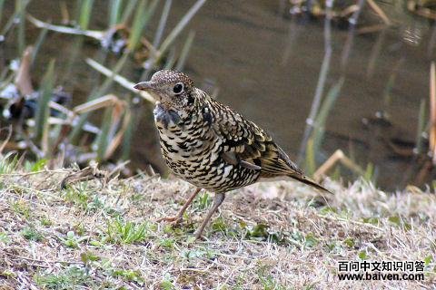 地鸫属 地鸫属的图片