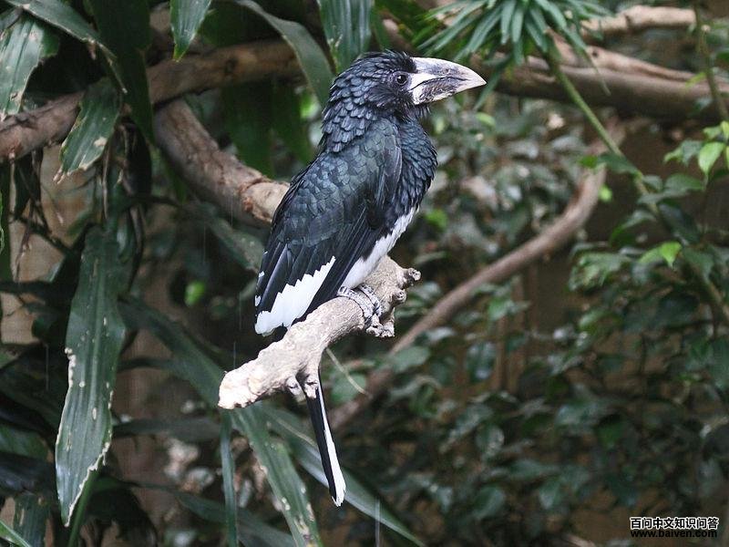 笛声噪犀鸟 笛声噪犀鸟的图片