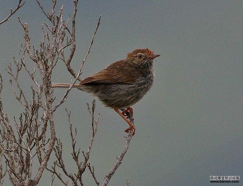 ������βݺ��ͼƬ