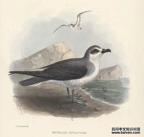 ����Բβ�׵�ͼƬ