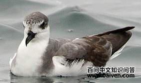 ����Բβ��