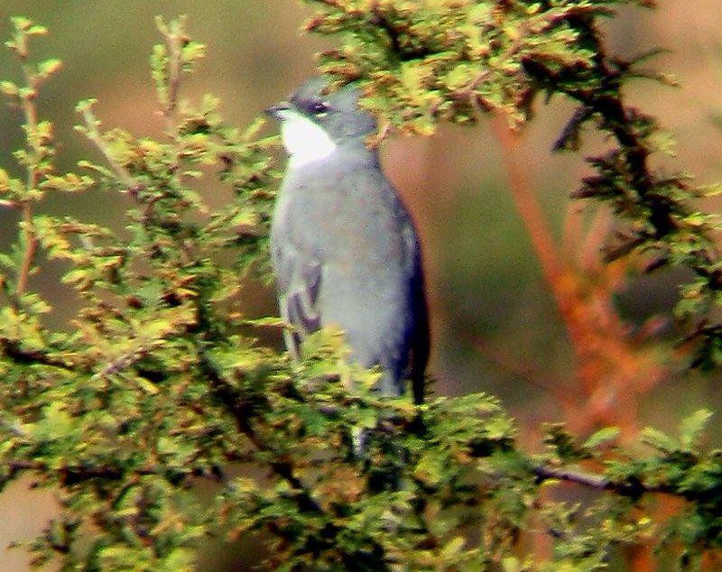 迪卡雀属 迪卡雀属的图片