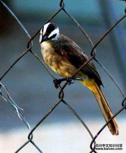 低地姬旋木鹎 低地姬旋木鹎的图片