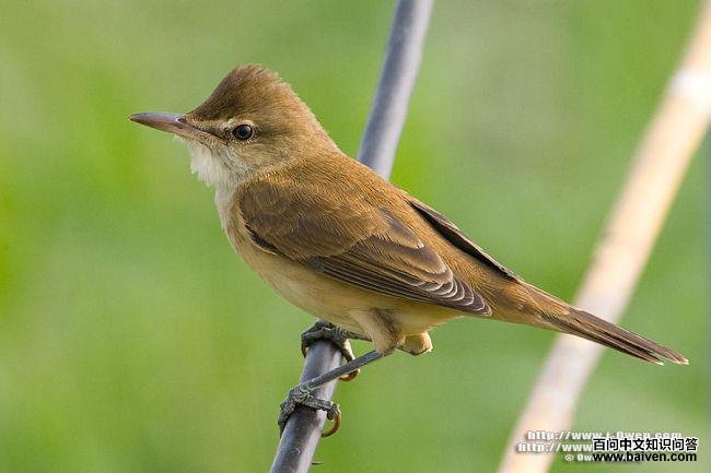 东方大苇莺 东方大苇莺的图片