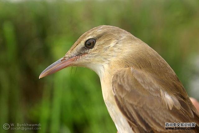 ������έݺ