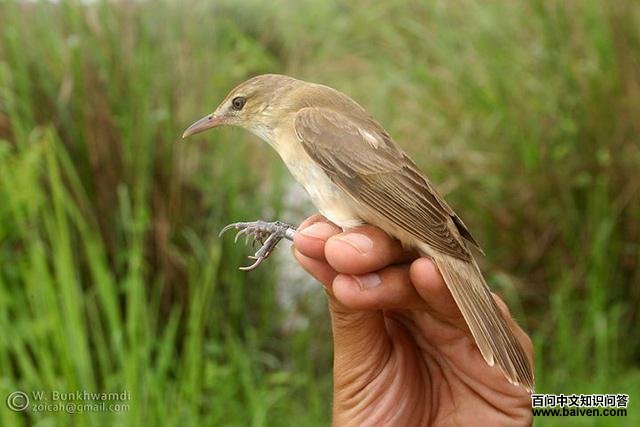 ������έݺ