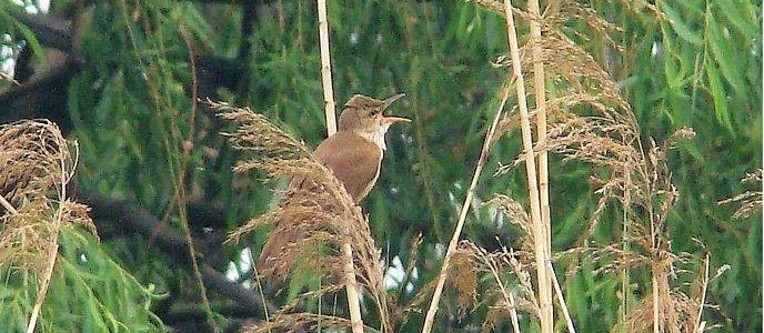 ������έݺ