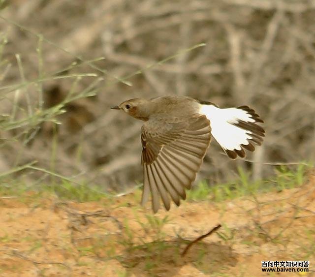 �������S���������ͼ