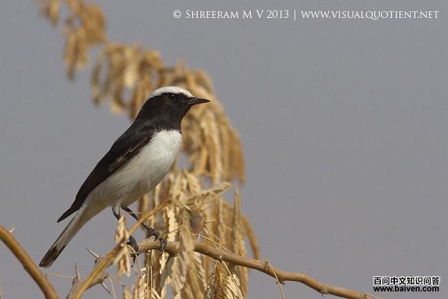 �������S����capistrata���֣�